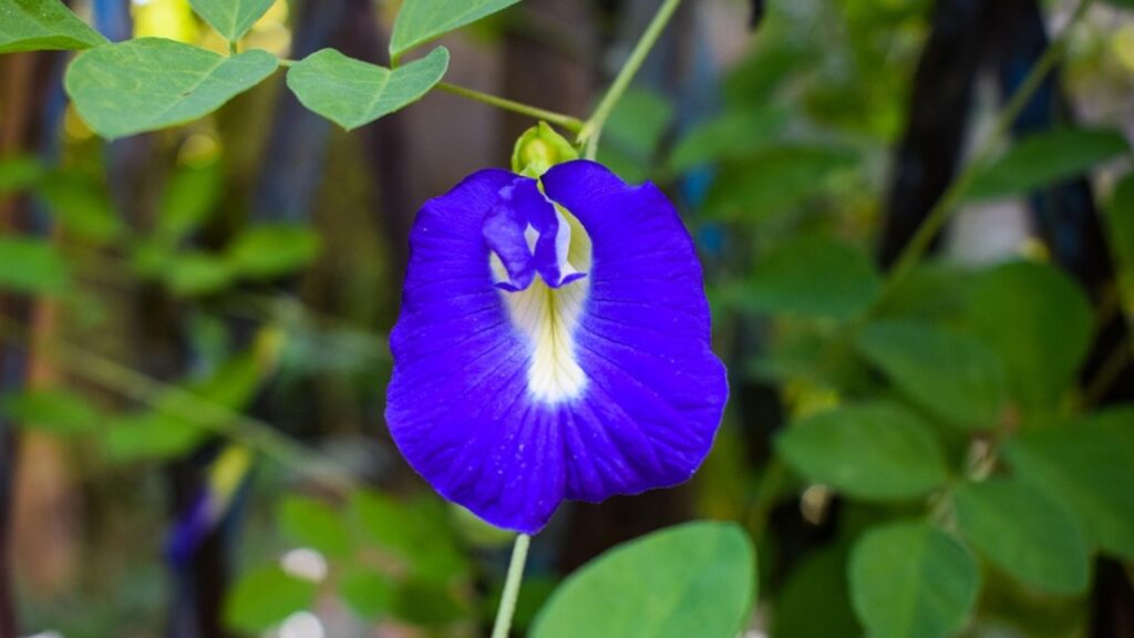 Clitoria ternatea: il fiore che sorprende per le sue mille qualità