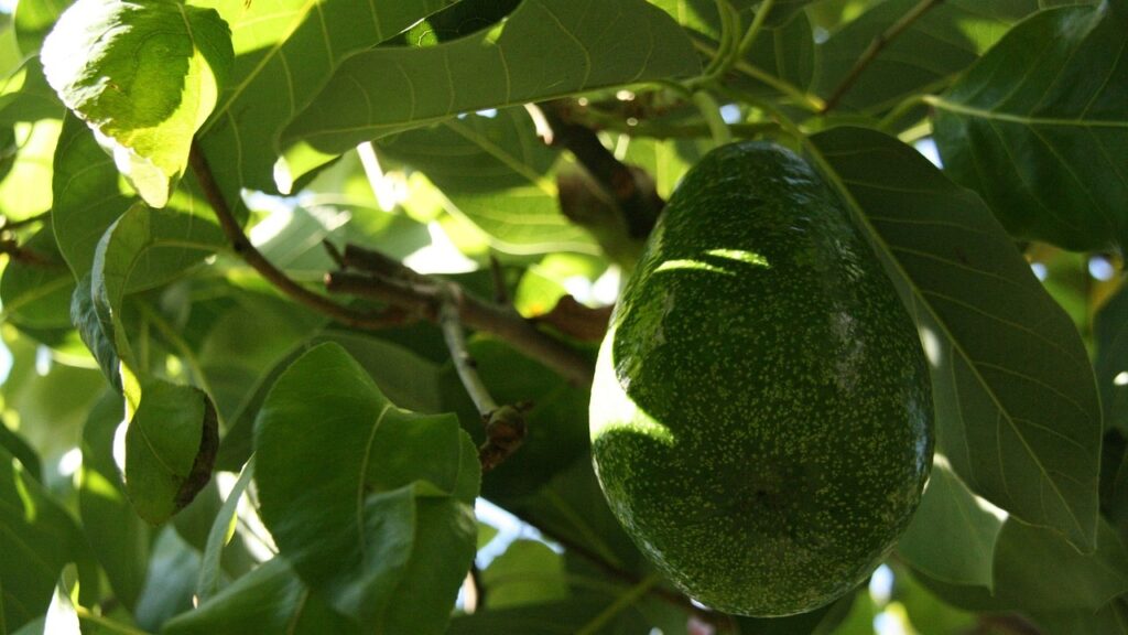 Avocado con foglie marroni – scopri le cause e come rimediare facilmente
