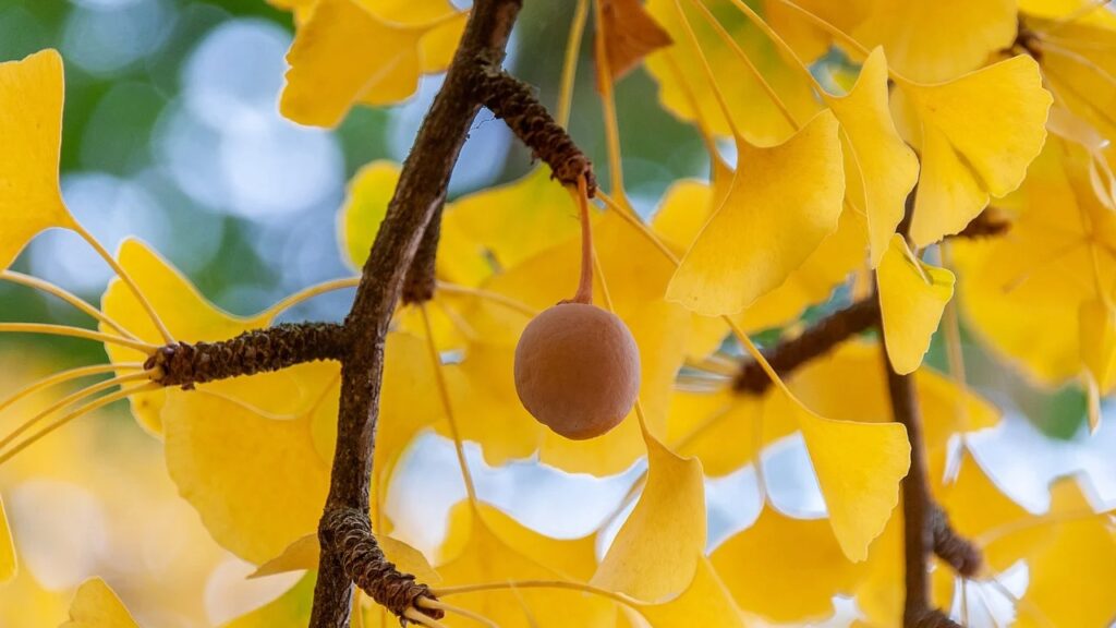 L’albicocca d’argento: curiosità e segreti del Ginkgo biloba