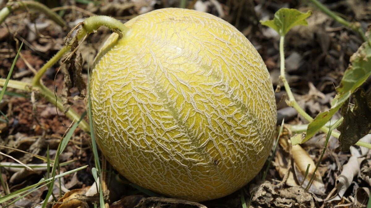 Supporto per melone in plastica da 50 pezzi-culle per melone ... - Alibaba