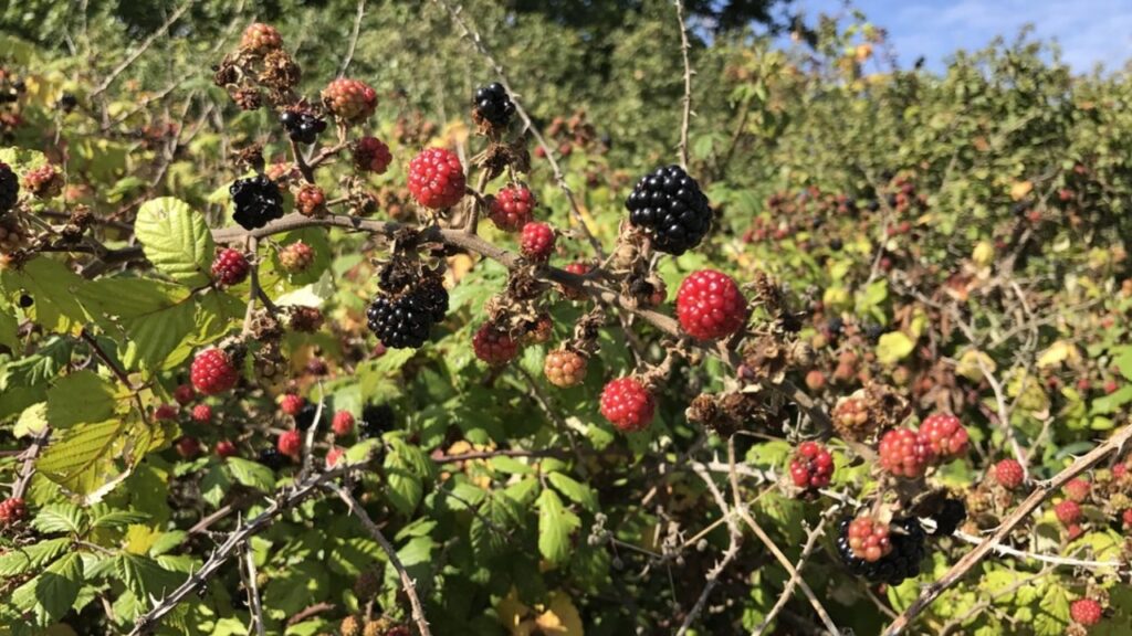 Eliminare i rovi senza chimica: metodi naturali per liberare il tuo giardino