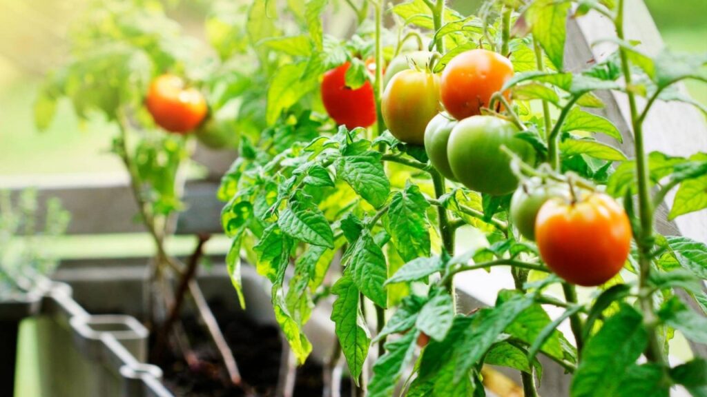 Le verdure più facili e produttive da coltivare sul balcone: scopri quali scegliere