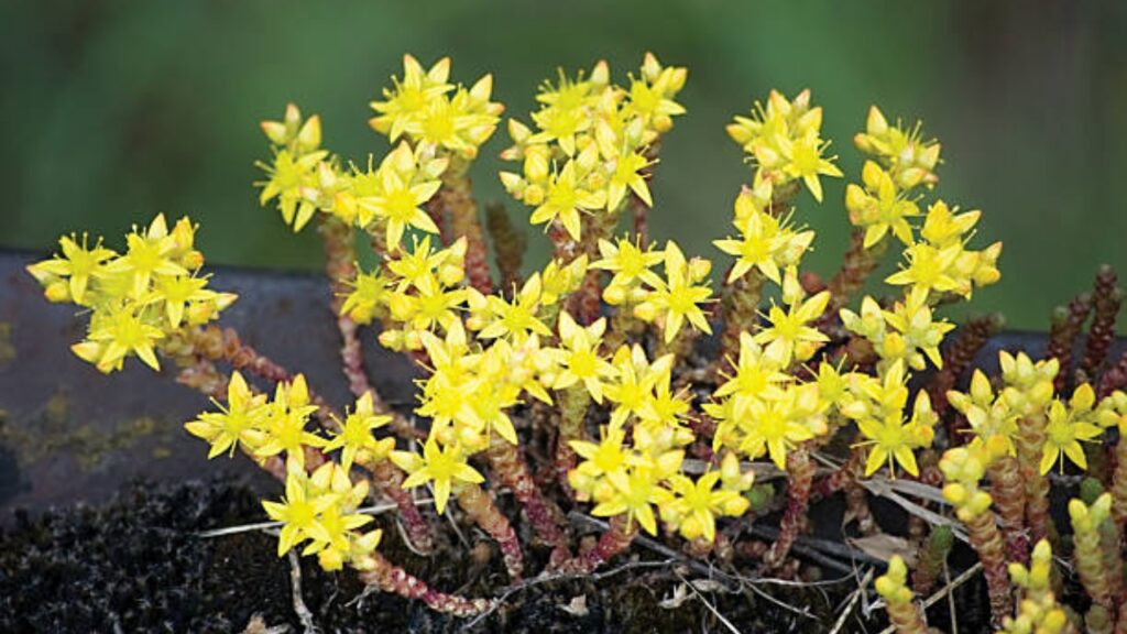 Sedum acre: proprietà e caratteristiche di questa splendida pianta grassa