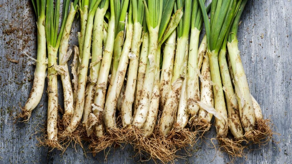 Come coltivare i calçots: i consigli degli esperti