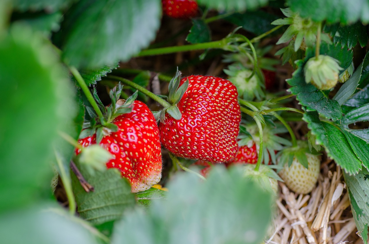 Fragole fresche tutto l'anno