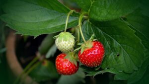 Fragole fresche tutto l’anno: il metodo semplice per coltivarle in casa