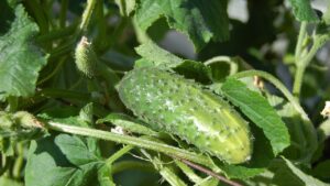 L’ortaggio che cresce in fretta e rende le tue insalate ancora più gustose