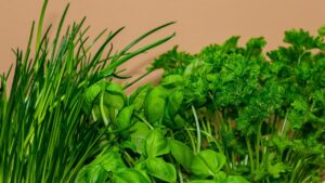 Piante a prova di intemperie: come scegliere le più resistenti per il tuo giardino
