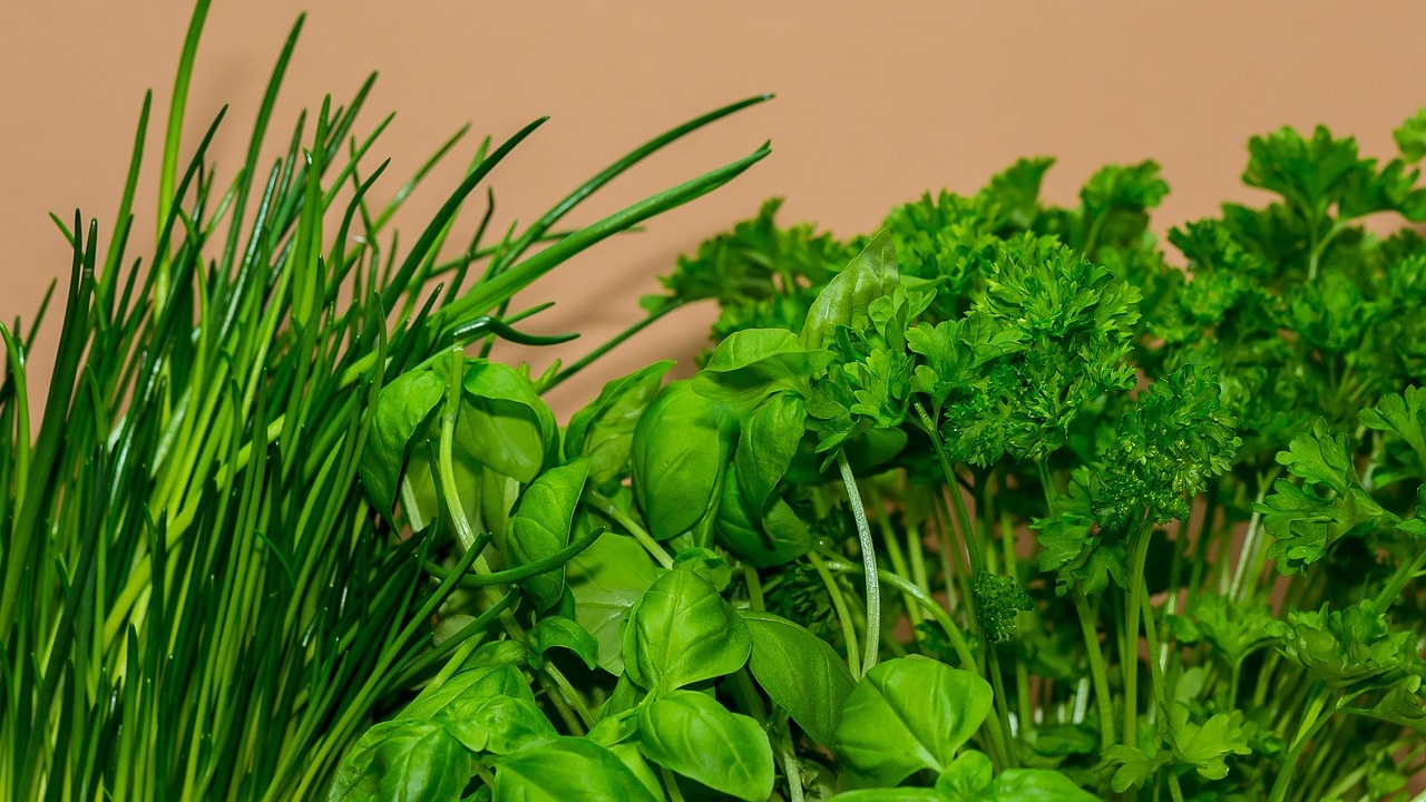 Piante resistenti: piante aromatiche