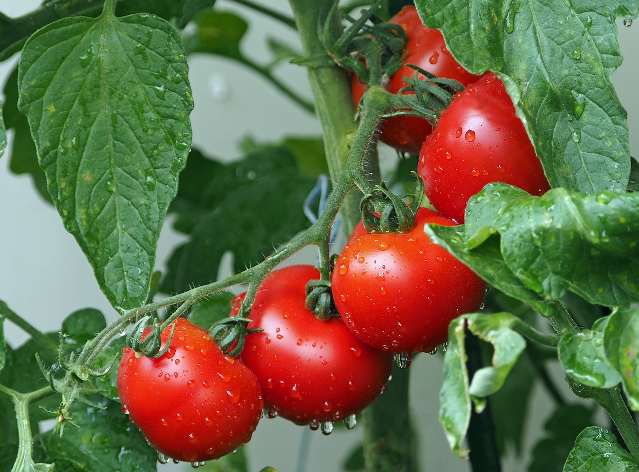 Pomodori: come conservarli al meglio