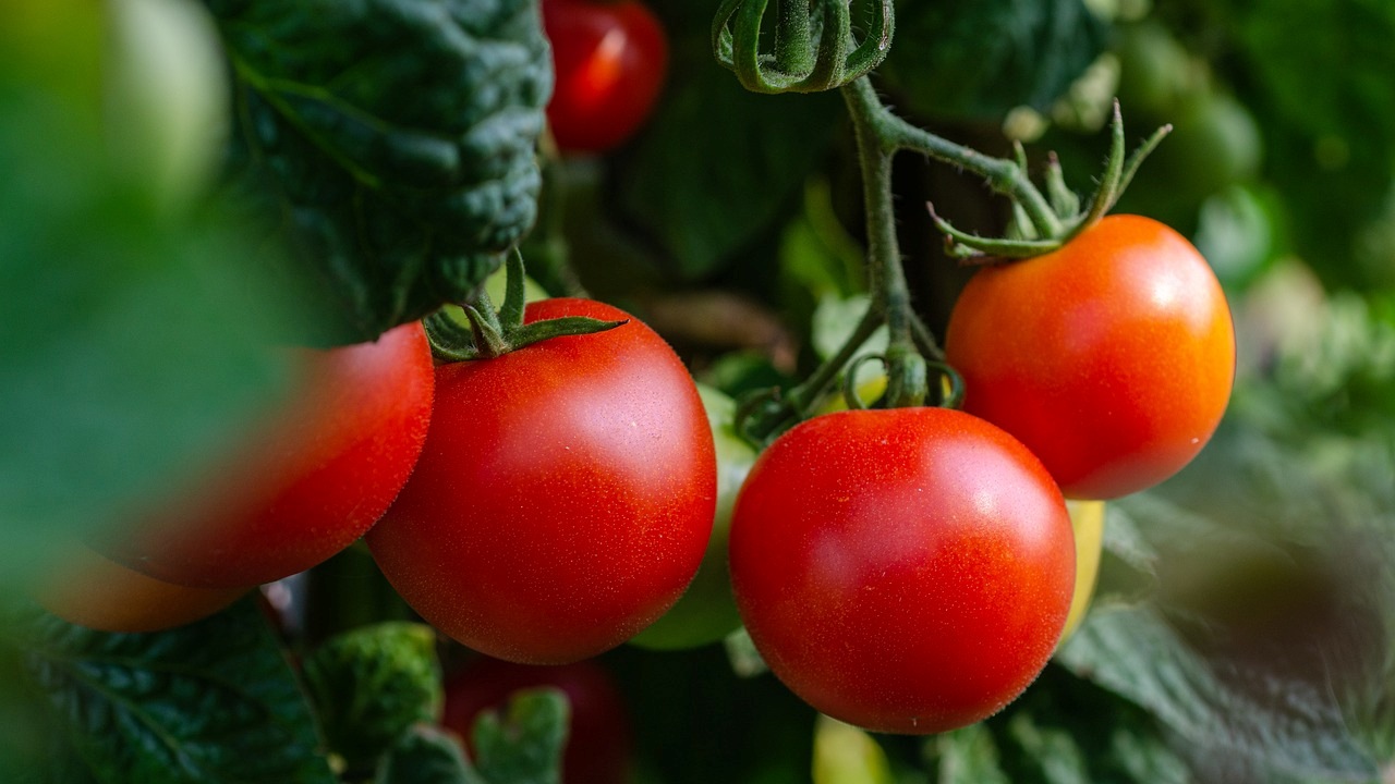 Pomodori: come conservarli al meglio