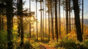 Cure essenziali di inizio anno per gli alberi da frutto del vostro giardino