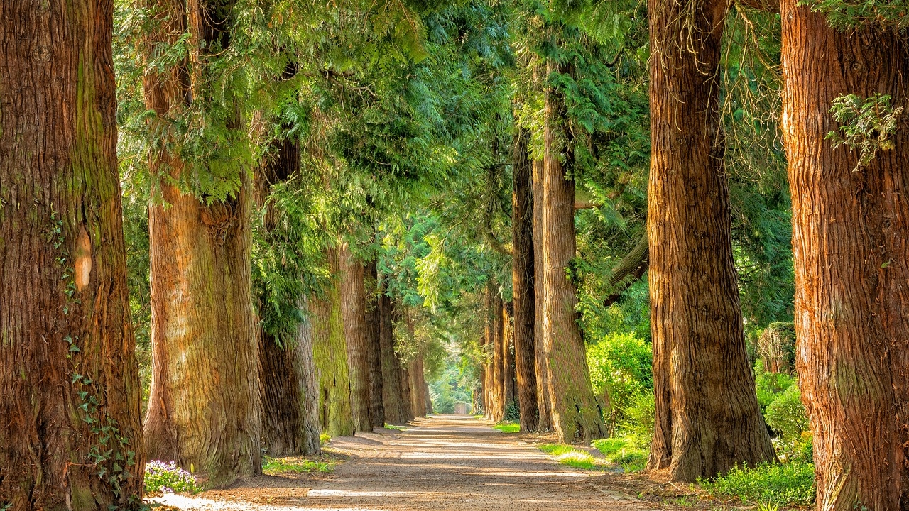 alberi cresciuti
