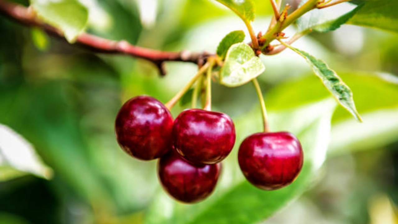 ciliegio fruttifero