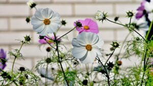 Cosmos, l’inaspettato significato della cosmea nel linguaggio dei fiori
