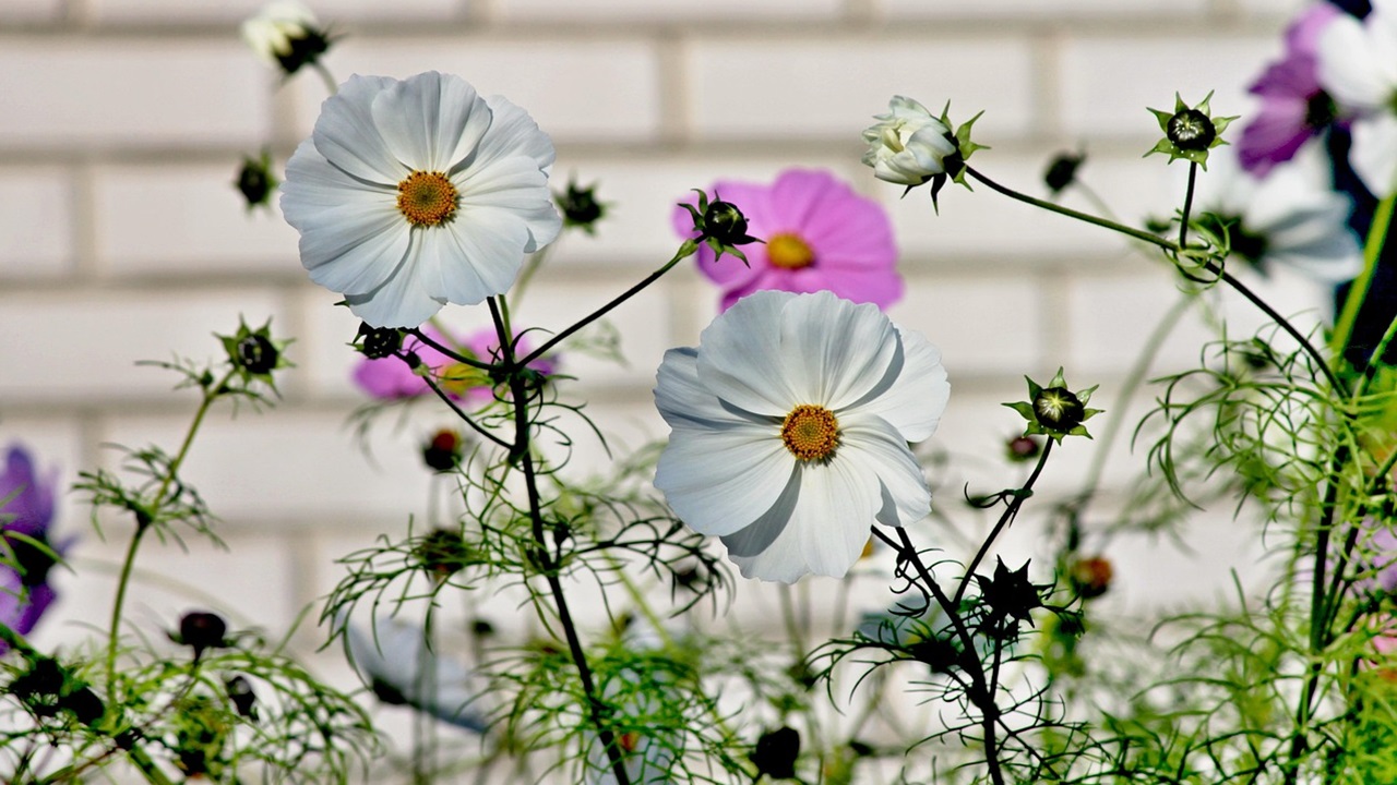 cosmos