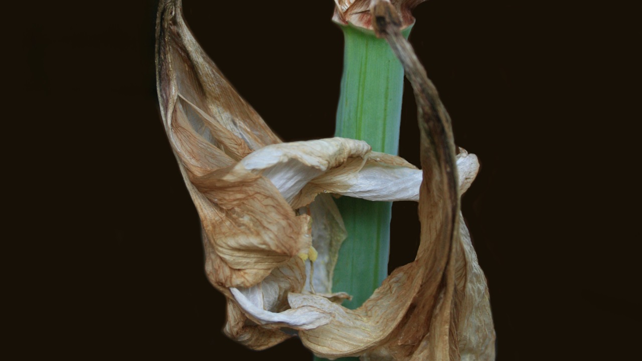fiori foglie secchi