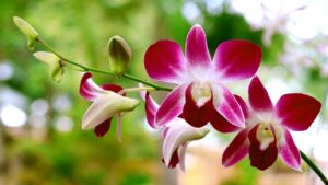 Chi ben comincia… Dove posizionare correttamente un’orchidea