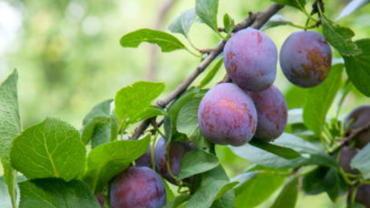 prugne mature
