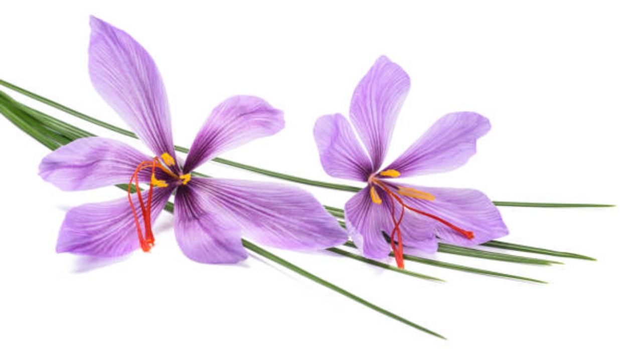 fiori di zafferano