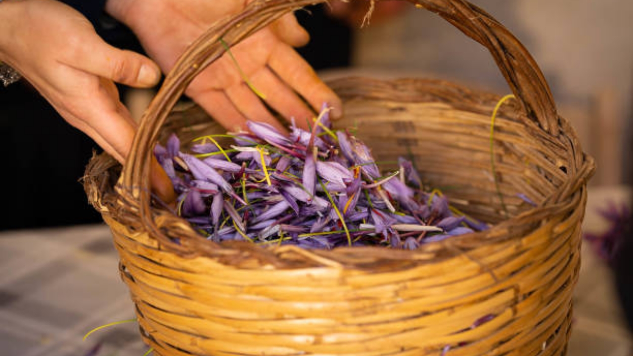 zafferano raccolto