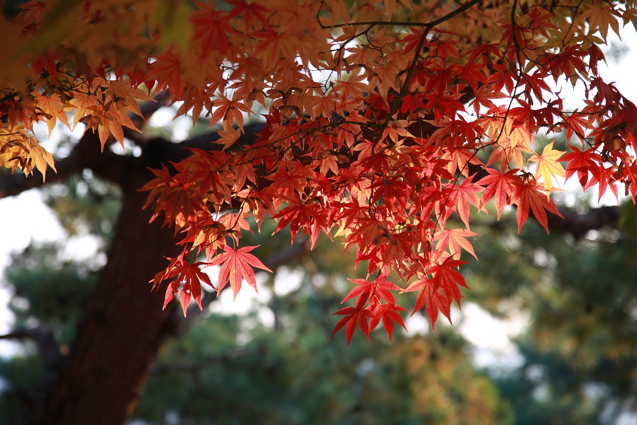 Acero giapponese: alberi belli