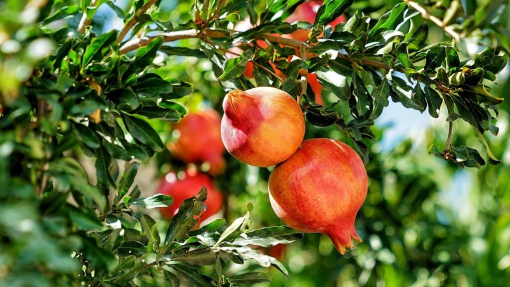 L’albero da frutto che trasforma il tuo giardino: crescita rapida, zero ingombro