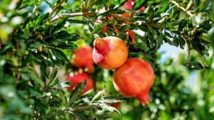 L’albero da frutto che trasforma il tuo giardino: crescita rapida, zero ingombro