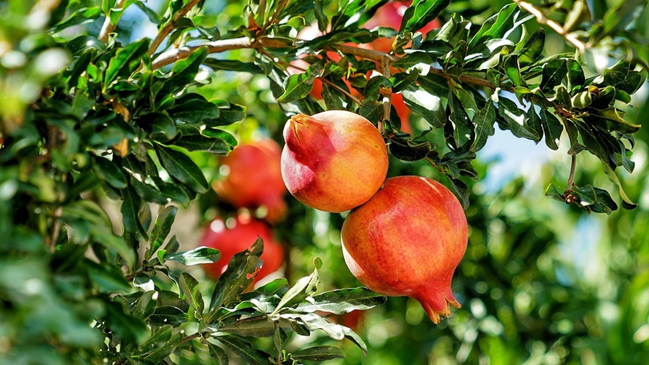 Albero da frutto: melograno