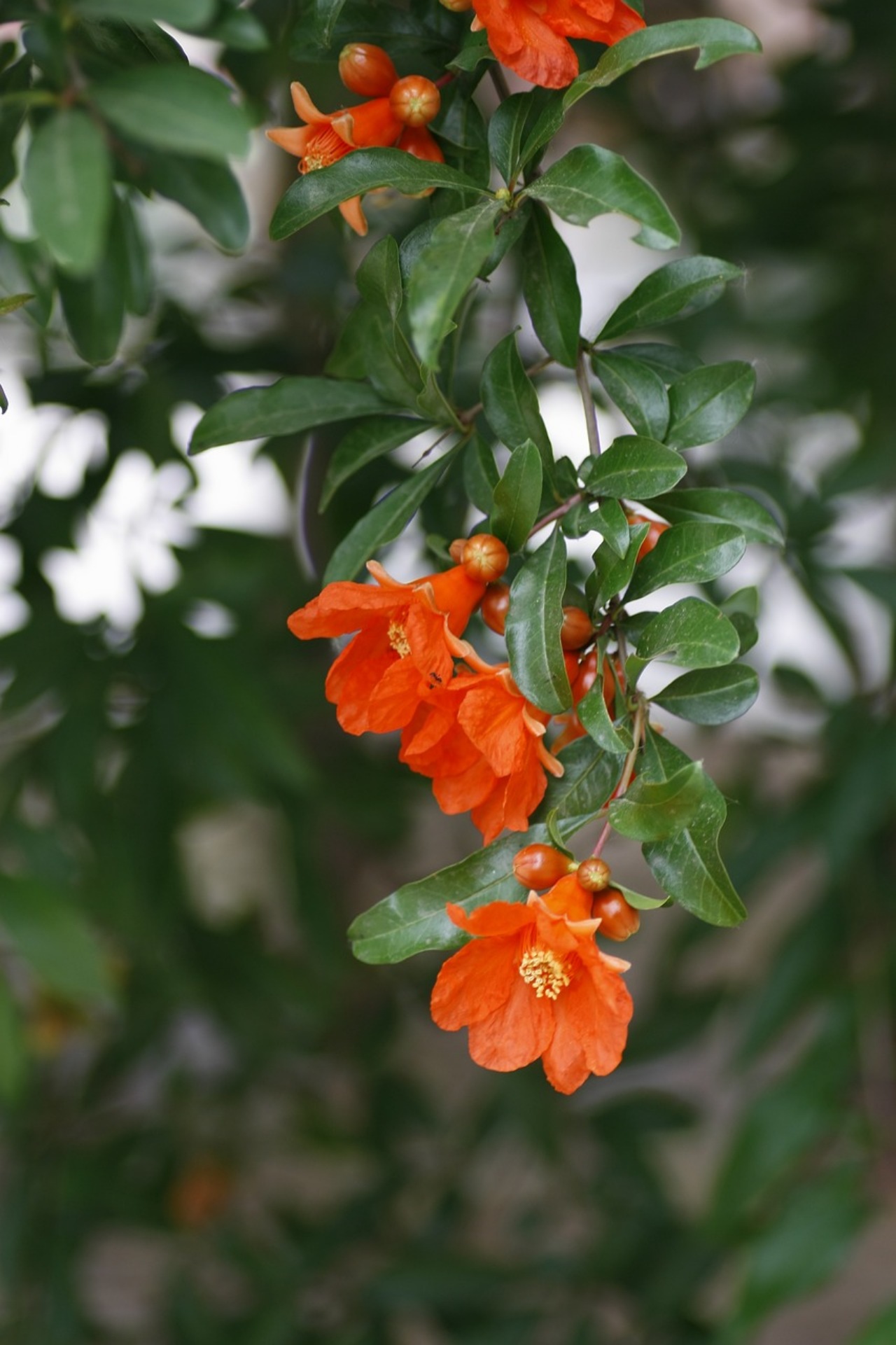 Albero da frutto: melograno