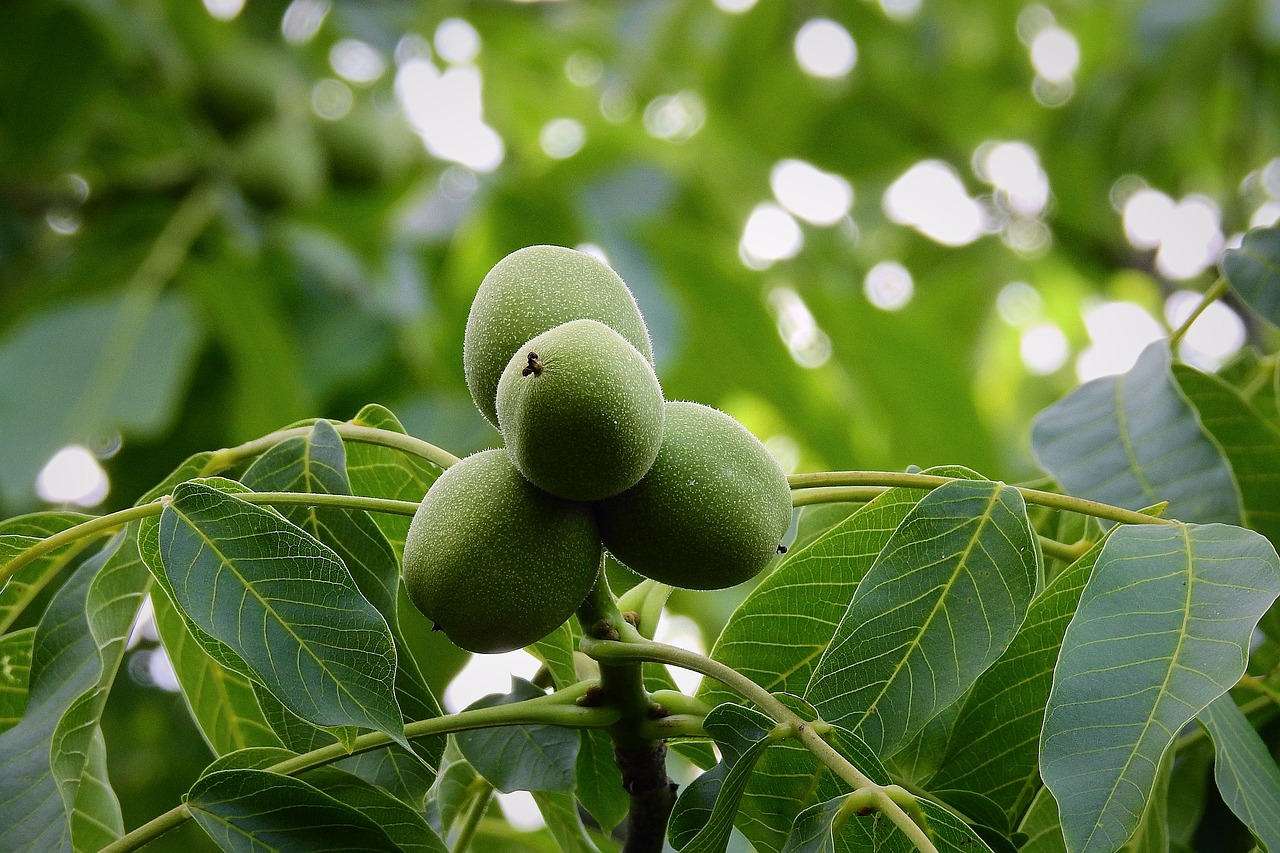Albero di noce: ecco come coltivarlo