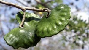 Parota: un albero straordinario, come curarlo e utilizzarlo al meglio