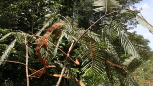 Albero di Yopo: caratteristiche, habitat e curiosità da scoprire