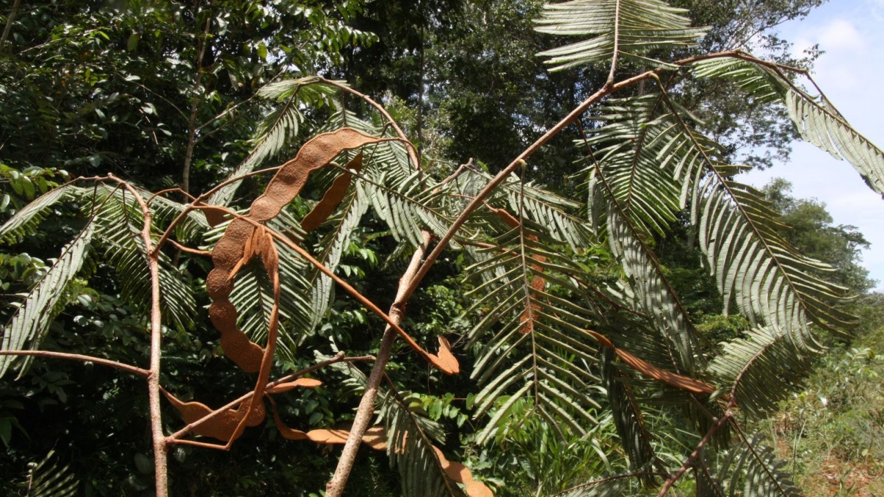 Albero di yopo: caratteristiche