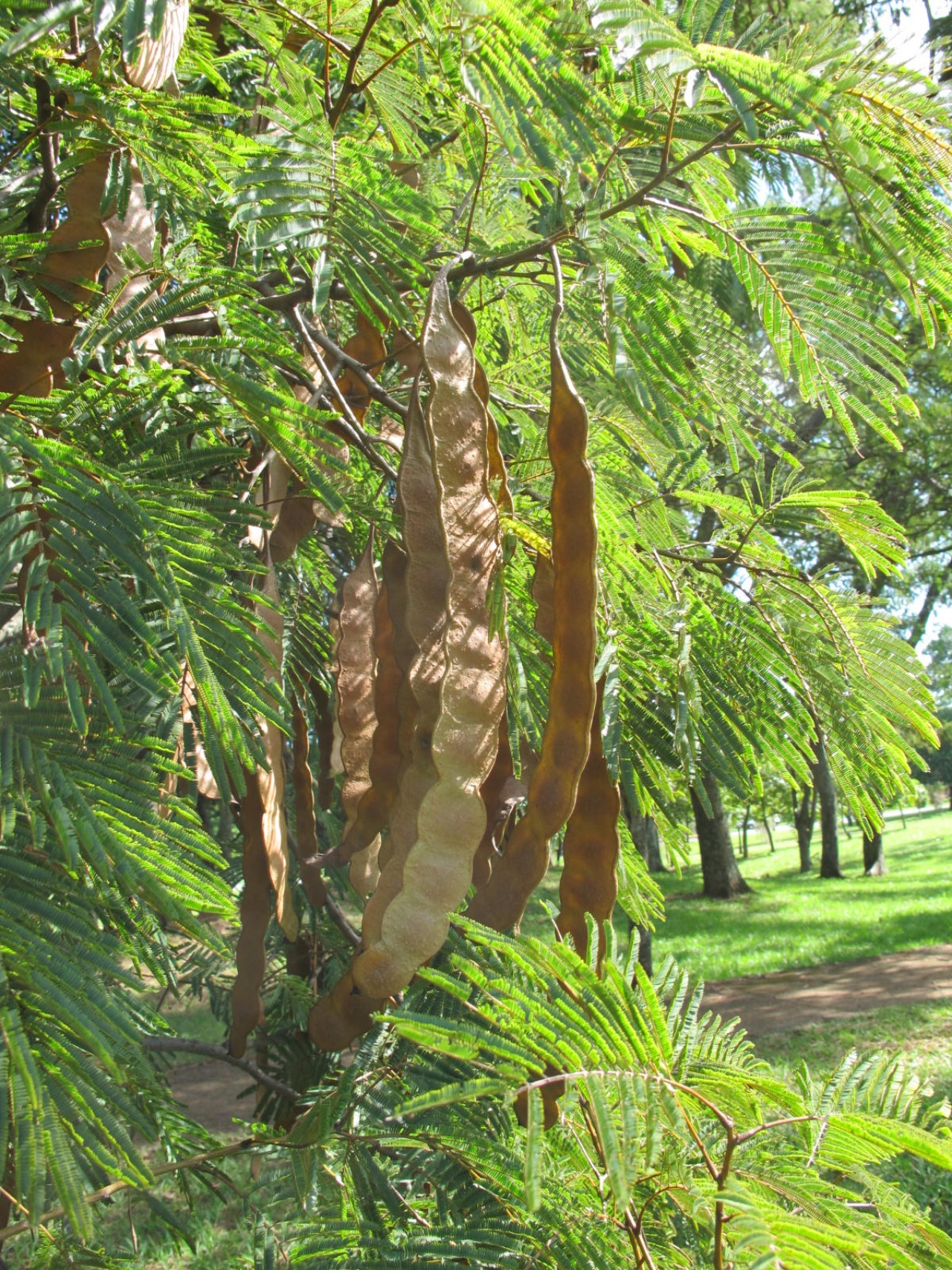 Albero di yopo: caratteristiche