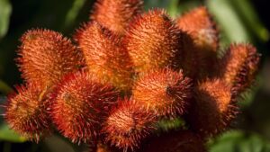 Annatto: come coltivarlo e ottenere i migliori risultati