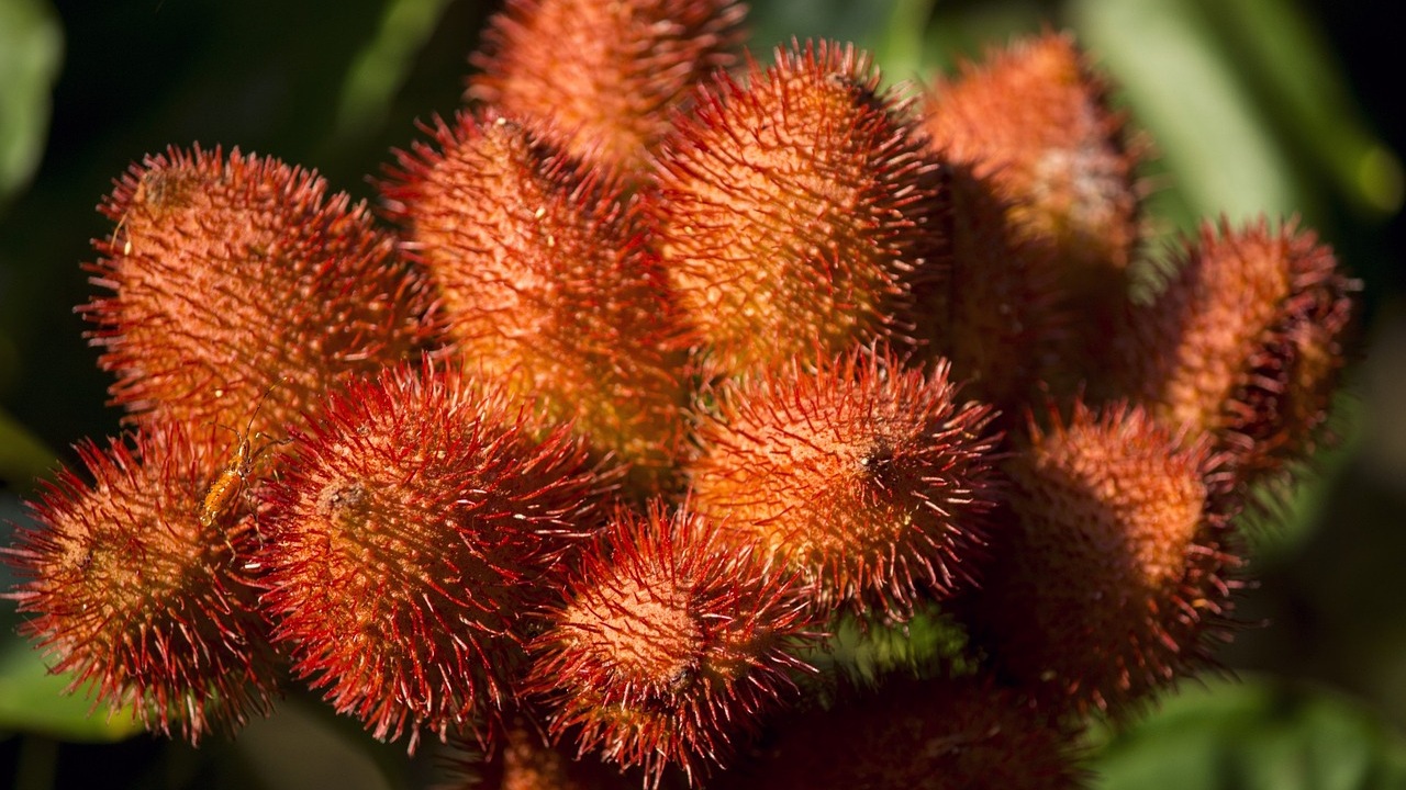 Annatto: cura e caratteristiche