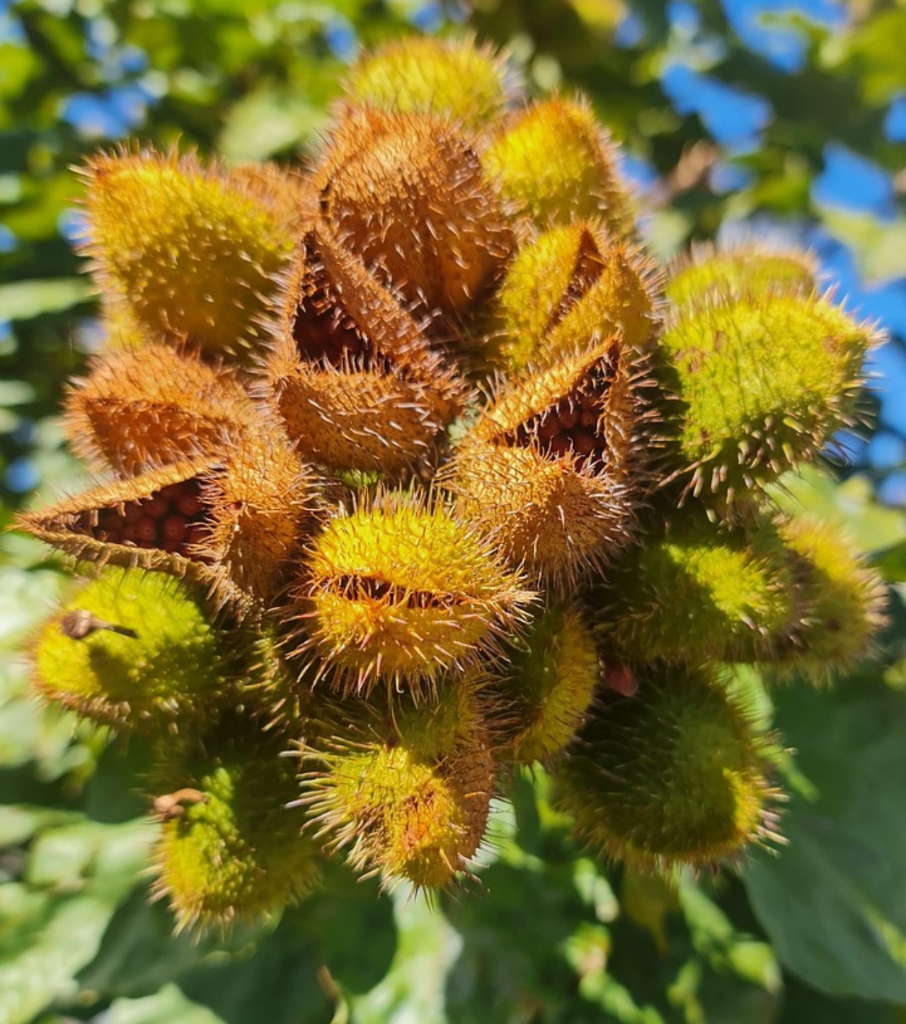 Annatto: cura e caratteristiche