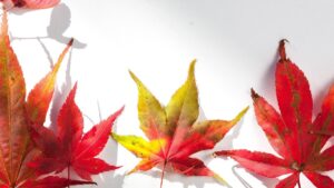 Antocianiosi: il problema nascosto che cambia il colore delle piante