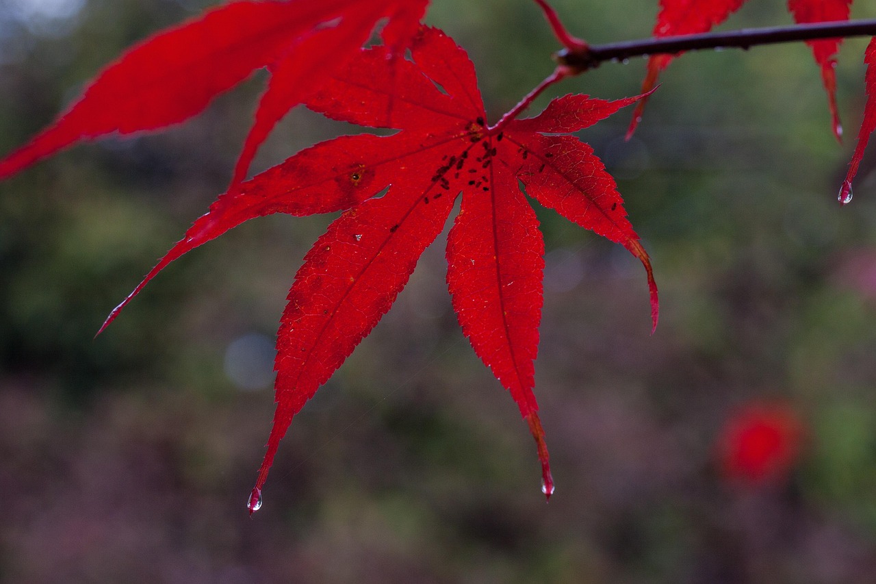 Antocianiosi: malattia delle foglie