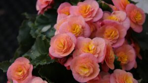 Primavera in balcone: scopri la pianta che non può mancare