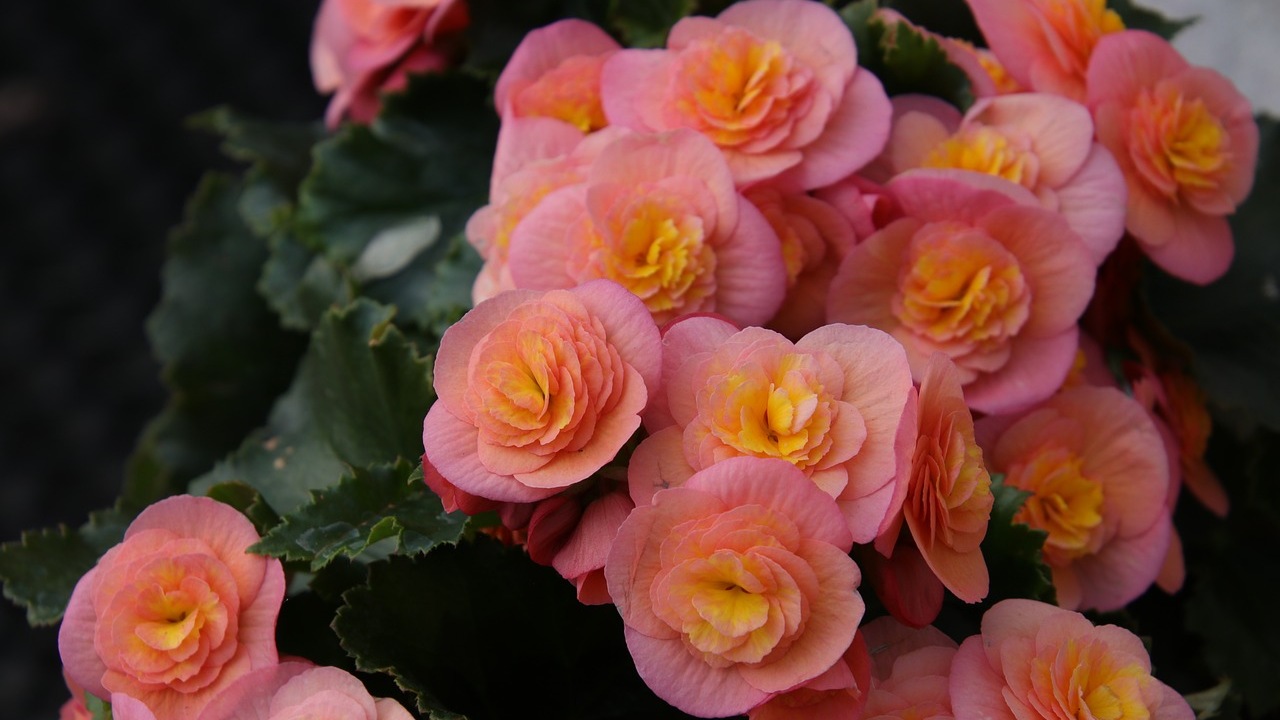 Begonia: pianta perfetta per la primavera