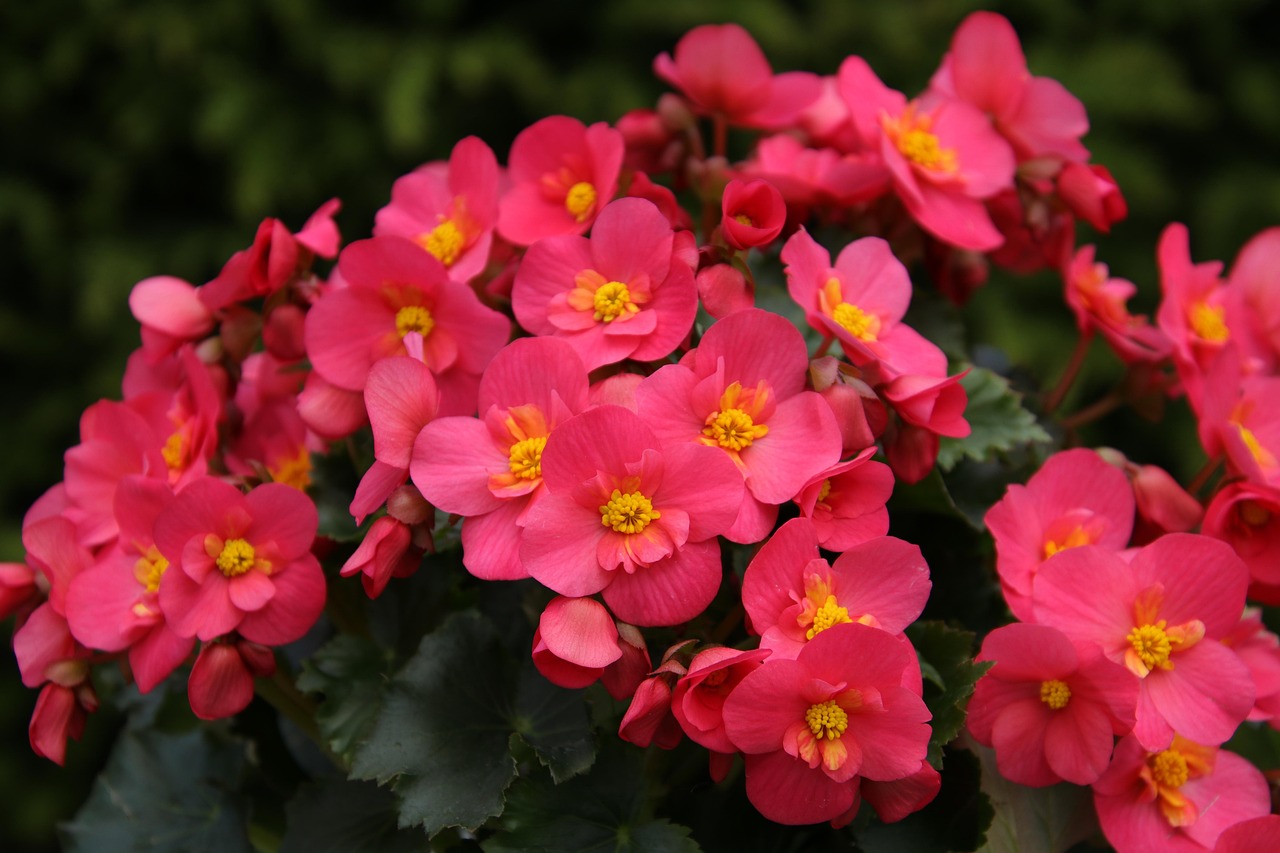 Begonia: pianta perfetta per la primavera