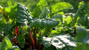Piantare bietole in giardino: consigli pratici per una crescita sana e gustosa
