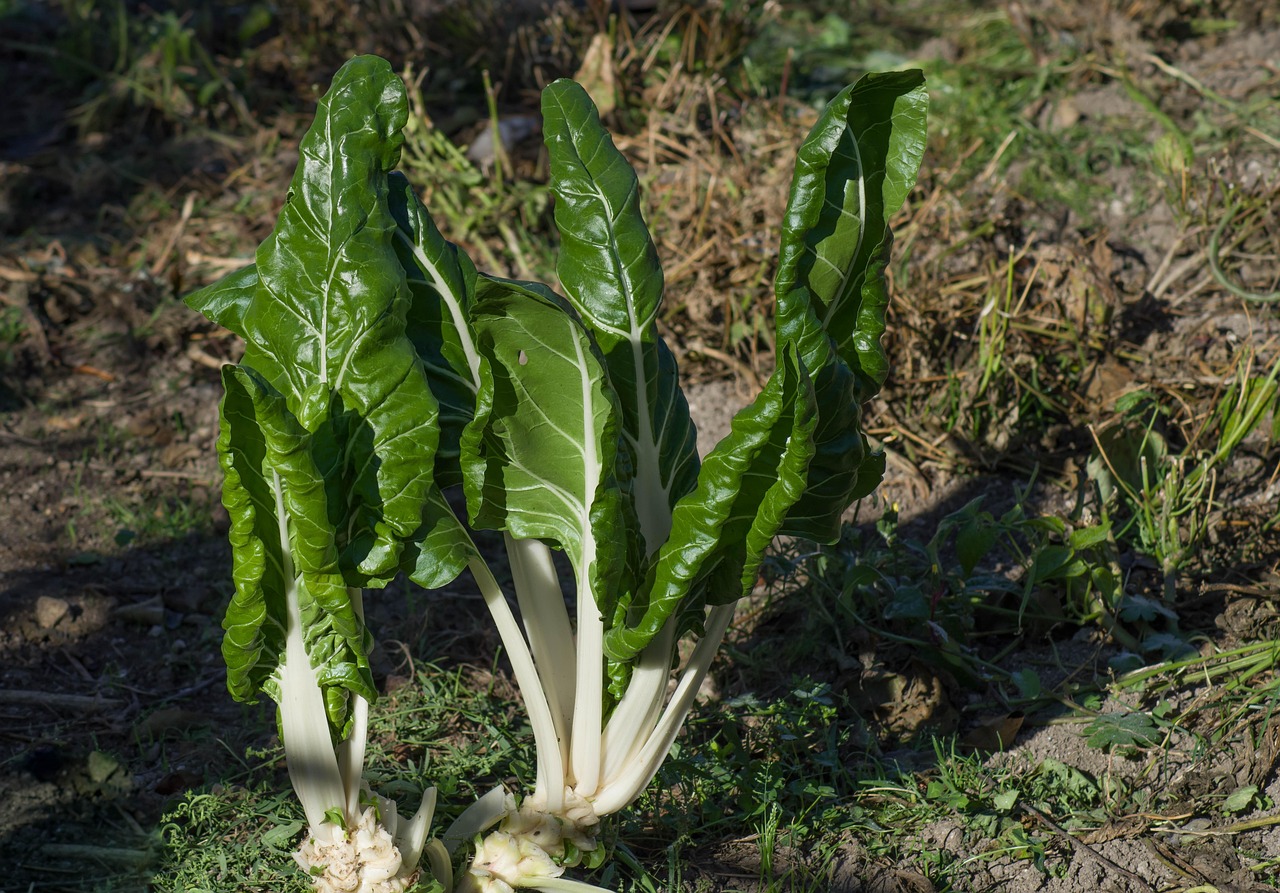 Bietole in giardino: consigli per coltivarle