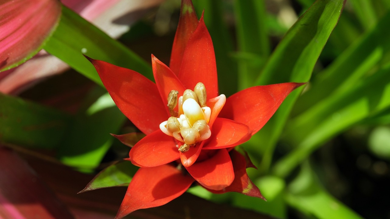 Bromelia: piante che purificano l'aria di casa