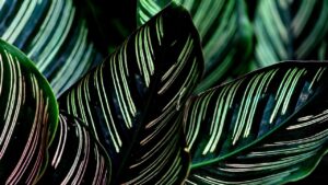 Calathea orbifolia: il segreto per coltivare la pianta dalle foglie straordinarie!