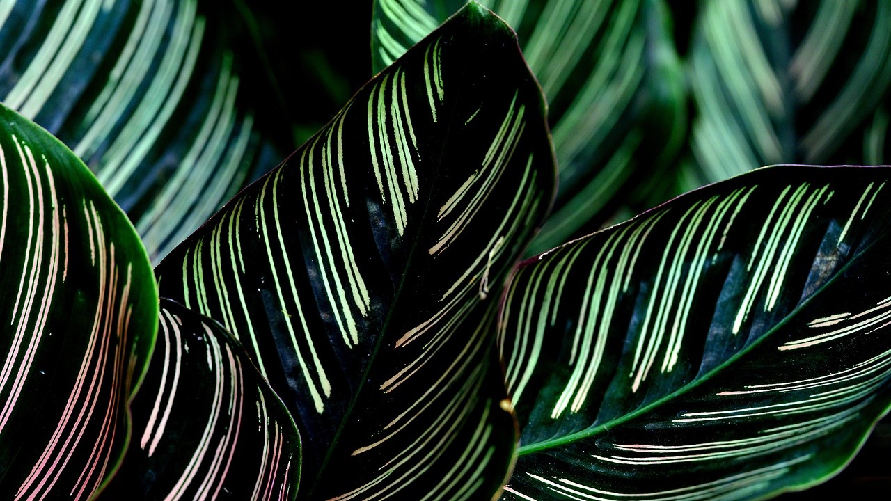 Calathea orbifolia: consigli per renderla sana e rigogliosa