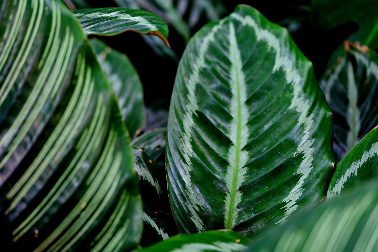 Calathea orbifolia: consigli per renderla sana e rigogliosa