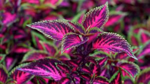 Coleus al top: trucchi per mantenerlo in salute e sempre rigoglioso